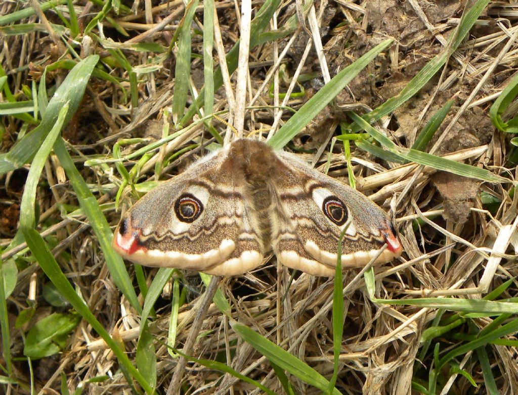 Identificazione bruco: Saturnia pavoniella - Saturniidae